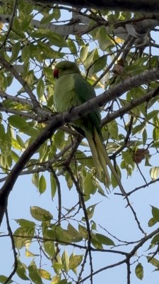 A W595980 02 225X400