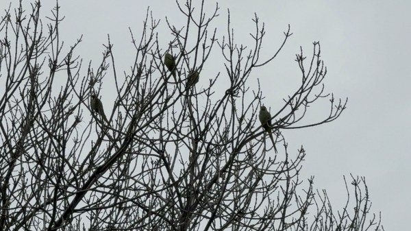 A W595980 04 600X337