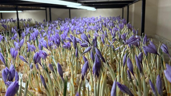 A W598517 02 600X338