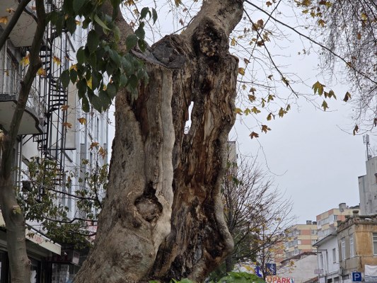 A W604830 06 533X400