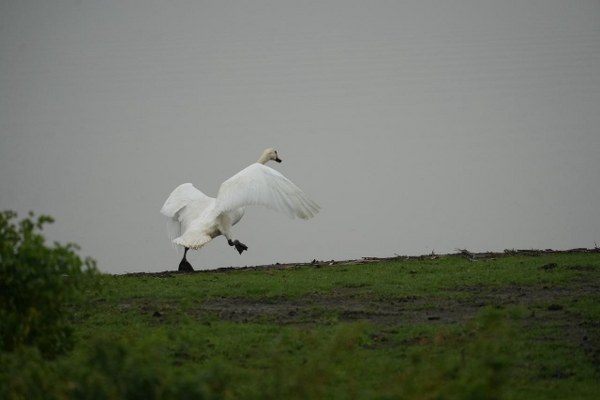 A W607526 06 600X400