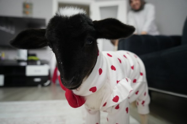 A W608767 02 600X400