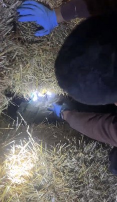 A W615005 02 233X400