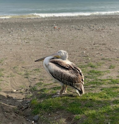 A W622527 01 384X400