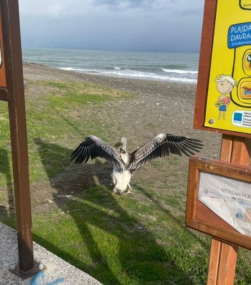 A W622527 02 352X400