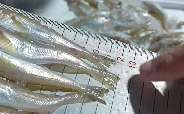 A W623652 03 600X372