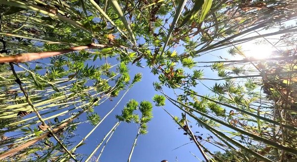 A W625718 01 600X327