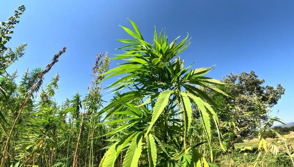 A W625718 03 600X341