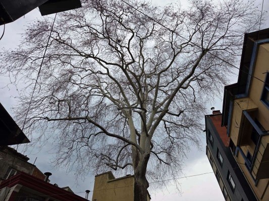 A W626152 01 533X400