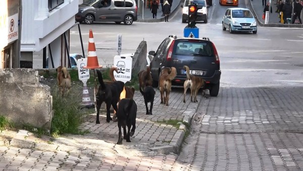 A W626937 06 600X338