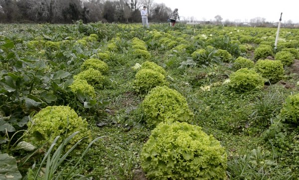 A W629332 01 600X362