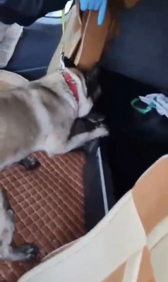 A W629728 02 238X400