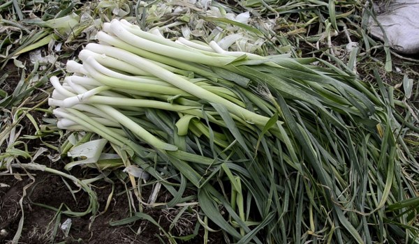 A W629774 02 600X350