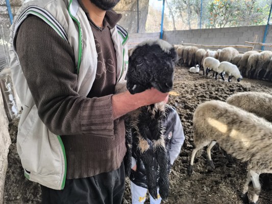 A W631664 02 533X400