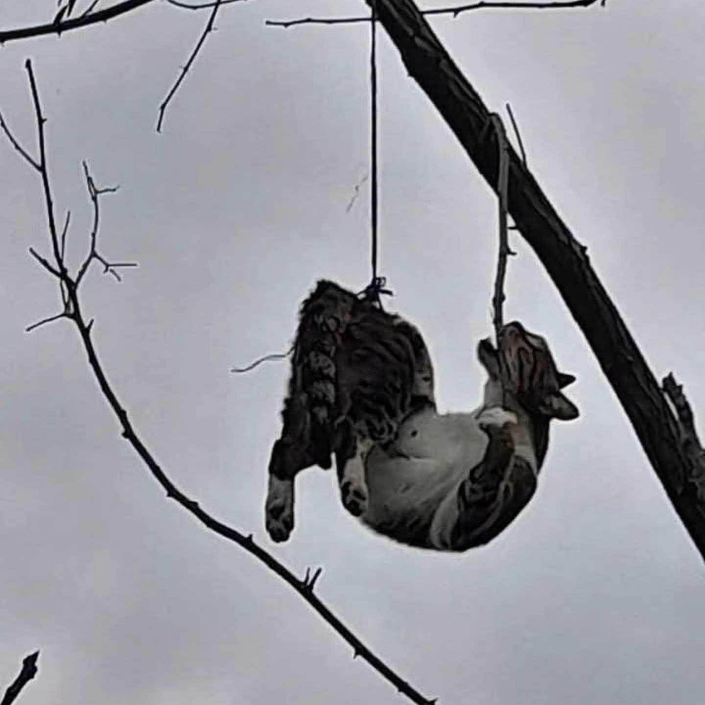 S A M S U N’ D A A G A C A A S I L I B U L U N A N K E D I K U R T A 1103715 327640