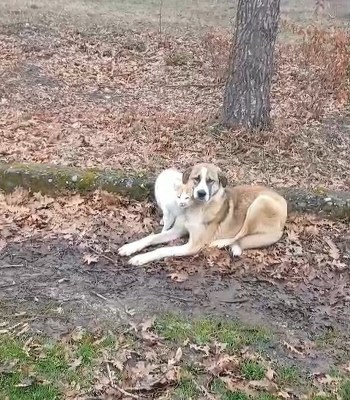 A W632866 01 350X400