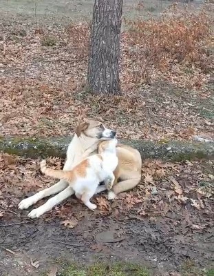 A W632866 02 311X400