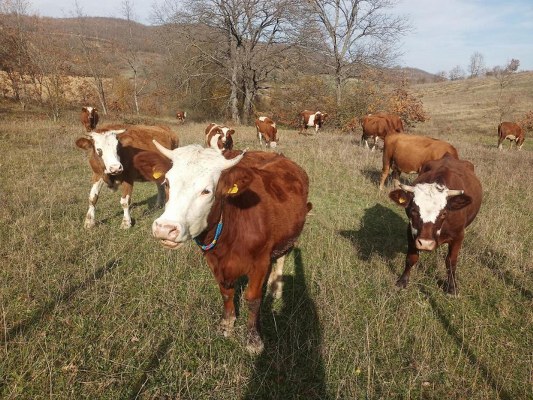 A W641675 02 533X400