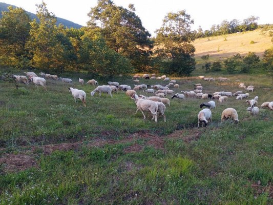 A W641675 03 533X400