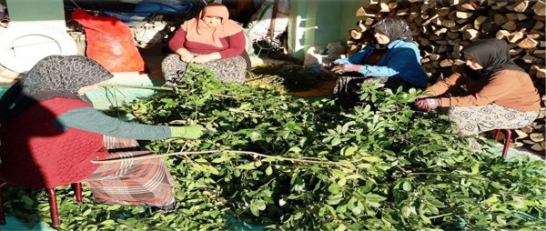 A W644952 05 600X254