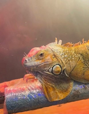 A W647121 01 310X400