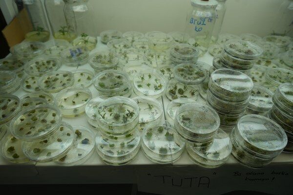 A W654997 07 600X400