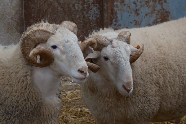 A W662447 01 600X400