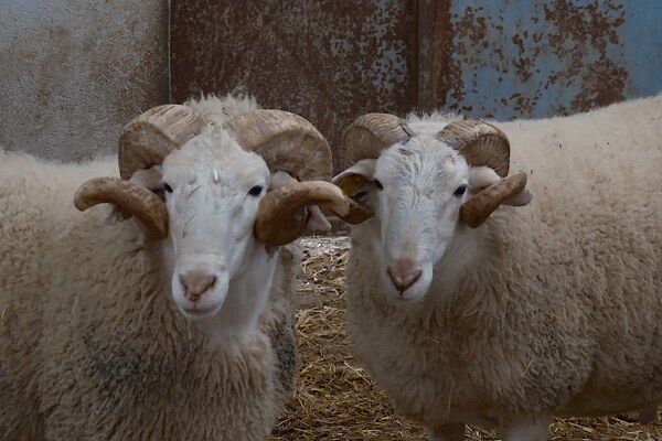 A W662447 03 600X400