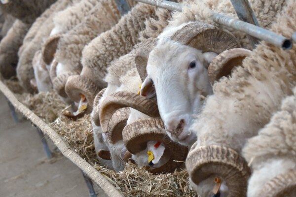 A W662447 04 600X400