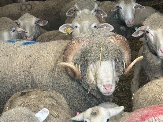 A W670976 01 533X400