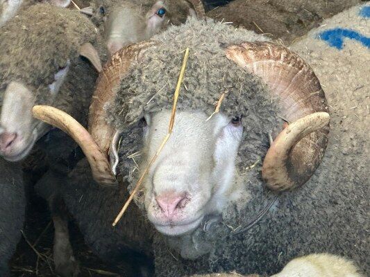 A W670976 07 533X400