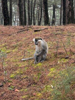 A W672857 01 300X400