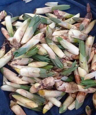 A W673007 02 334X400