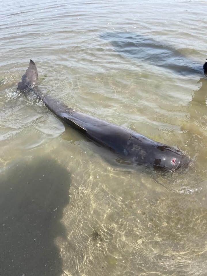 678350075 794097637000968 9020990500822292357 N