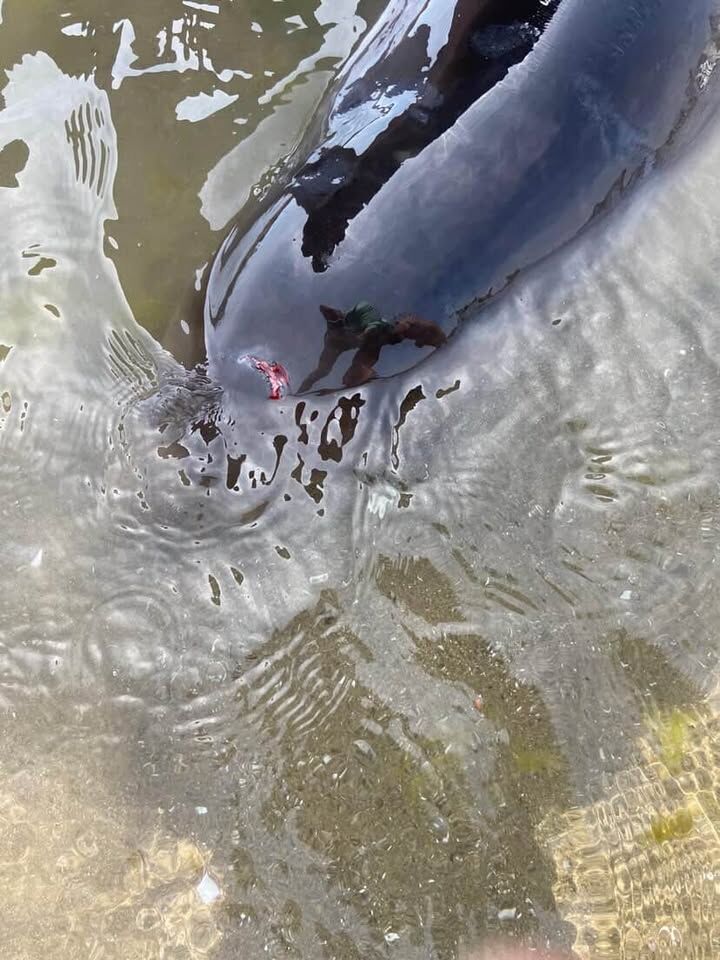 680431716 1139349525050122 112587210406962962 N