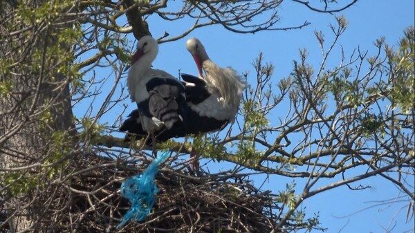 A W674397 01 600X337