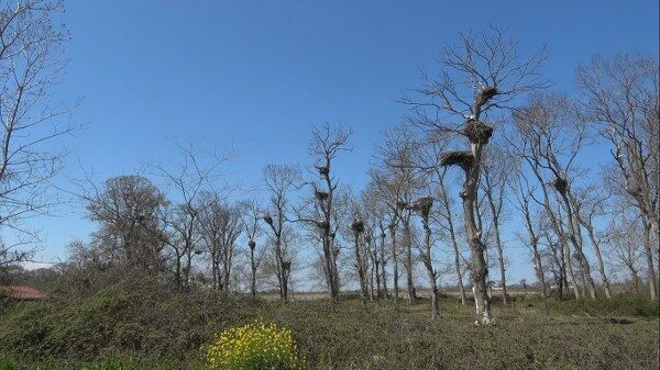 A W674397 05 600X337