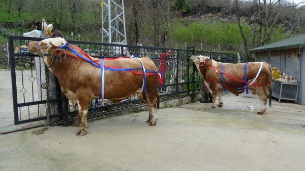 A W681444 01 600X338