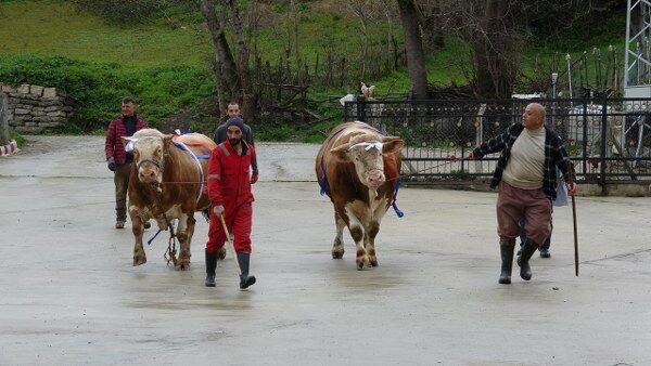 A W681444 02 600X338