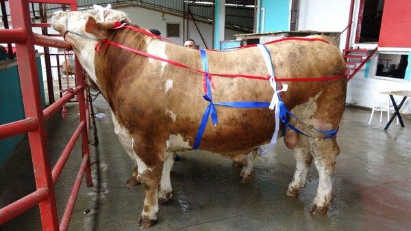 A W681444 03 600X338