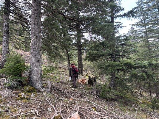 A W681864 05 533X400