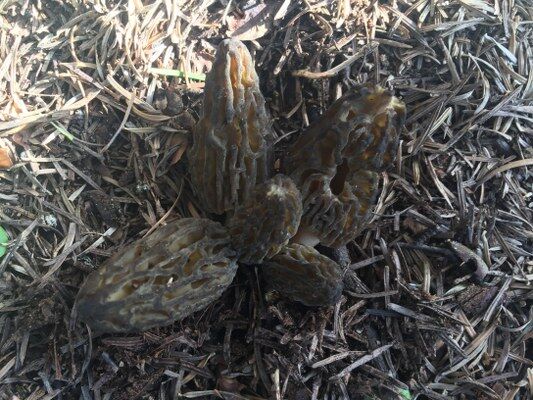 A W681864 06 533X400