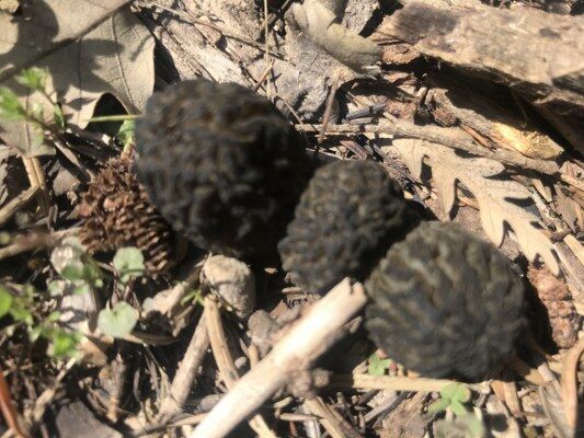 A W681864 13 533X400