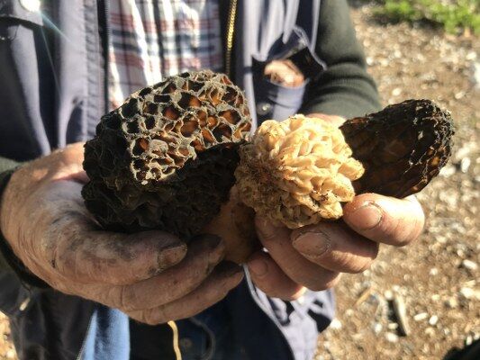 A W681864 14 533X400