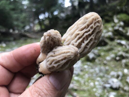 A W681864 17 533X400