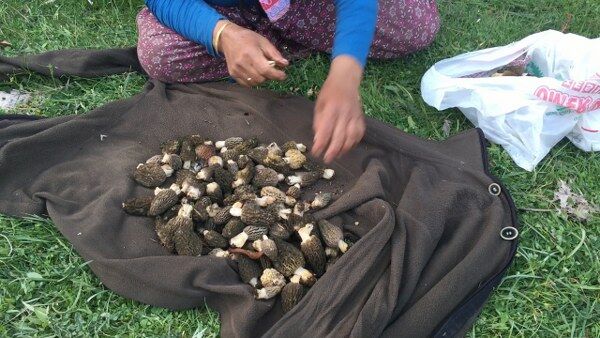 A W681864 18 600X338