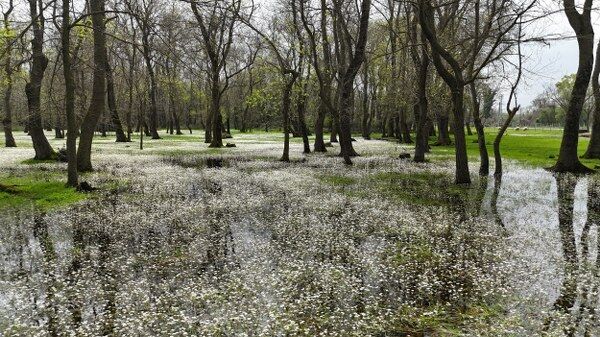 A W687536 03 600X337