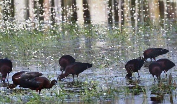 A W690545 04 600X354