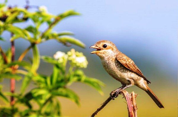 A W690545 11 600X396