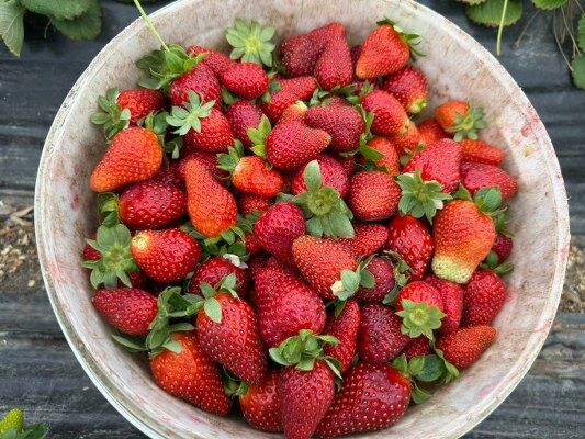 A W691028 07 533X400